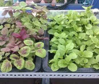 Kệ trồng rau sạch 10